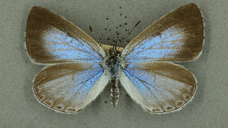holly blue