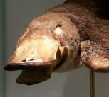 platypus