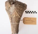 Diprotodon optatum tibia Diprotodon optatum tibia