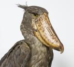 Shoebill Shoebill