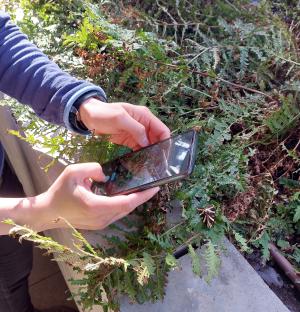 Taking a photo on a phone of a moth for Instagram