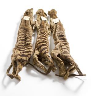 Thylacine skins