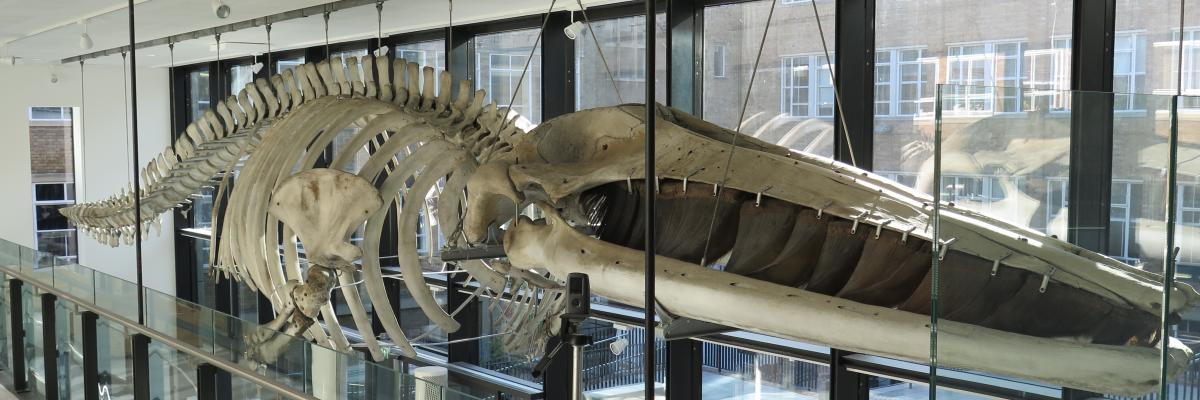 Fin whale Fin whale