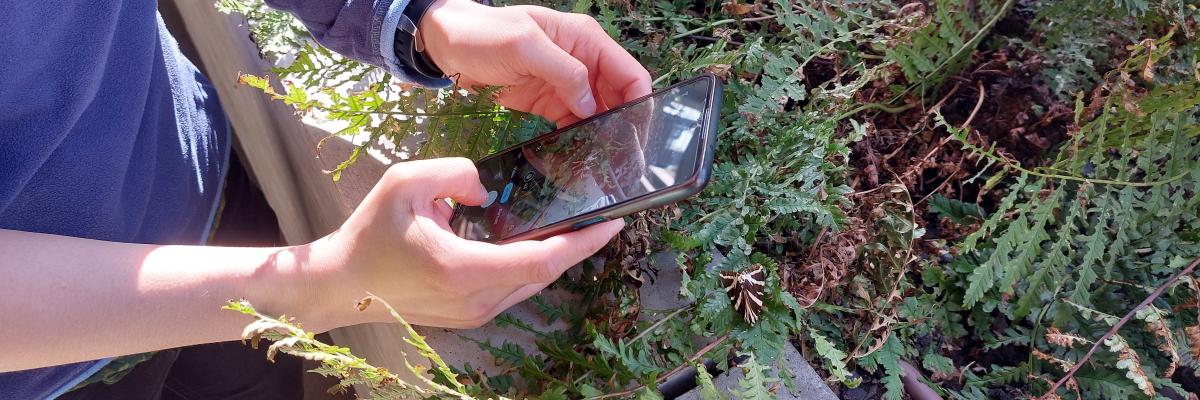 Taking a photo Taking a photo on a phone of a moth for Instagram
