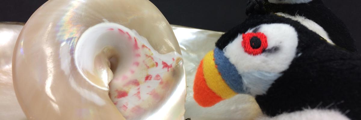 Animal toys and shells Animal toys and shells
