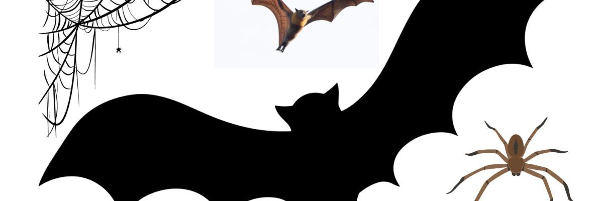 Bat and spider illustrations Bat and spider illustrations