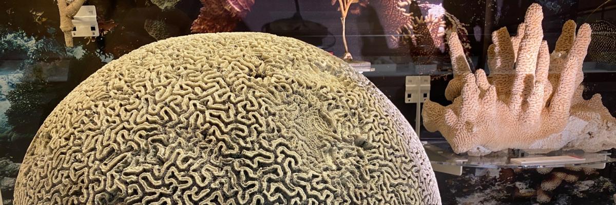 Brain coral Brain coral