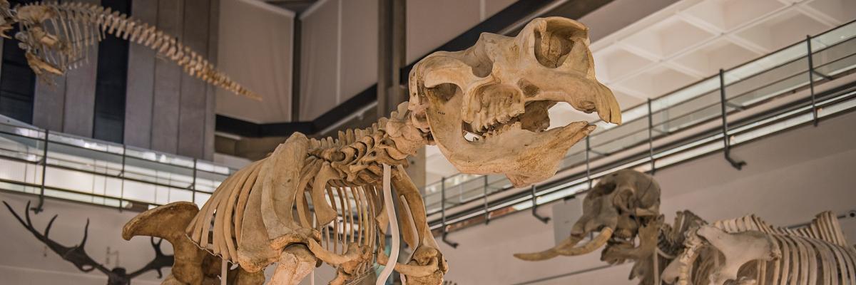 Museum of Zoology, Cambridge Museum gallery