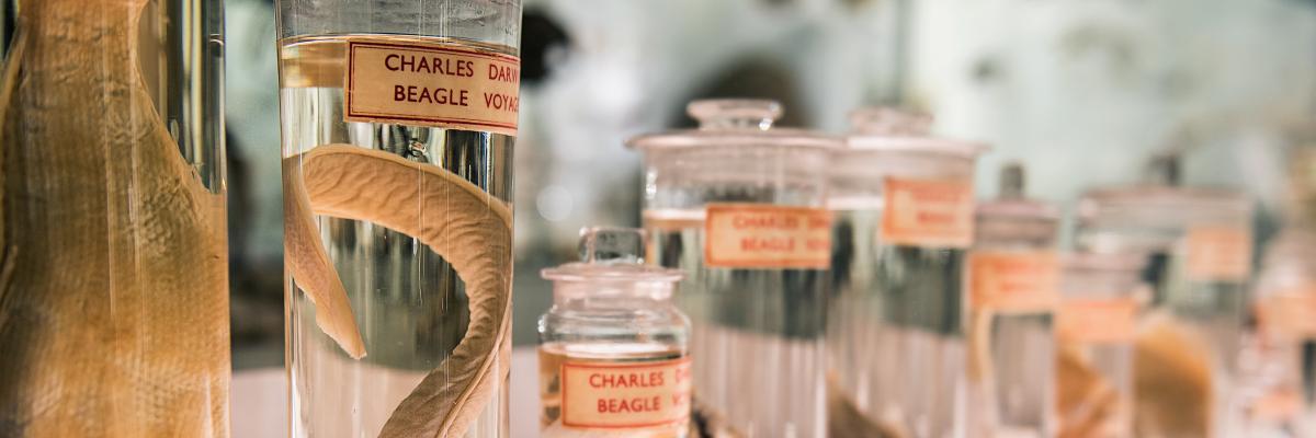 Darwin specimens Darwin specimens