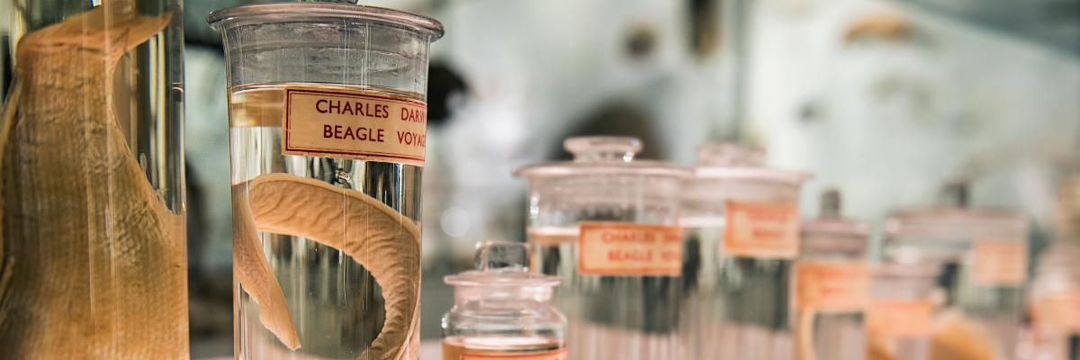 Darwin specimens Darwin specimens