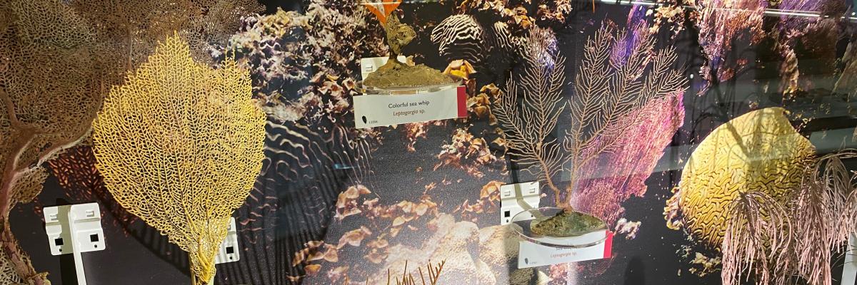 Museum display of coral Museum display of coral