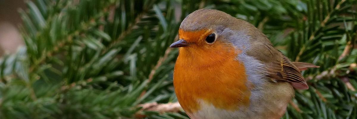 Robin photo thanks to Christiane at Pixabay Photo of a robin with fern background