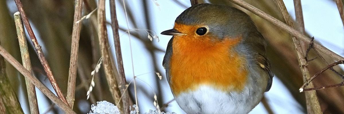 Robin Robin photo