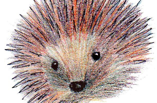 hedgehog hedgehog