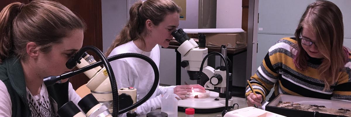 Students in zoology lab with microscopes Students in zoology with microscopes