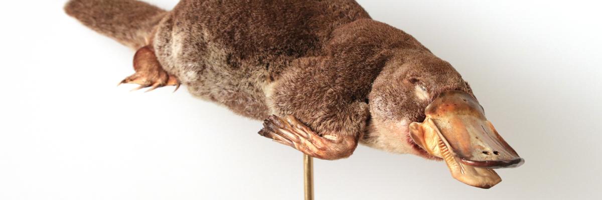Platypus Platypus