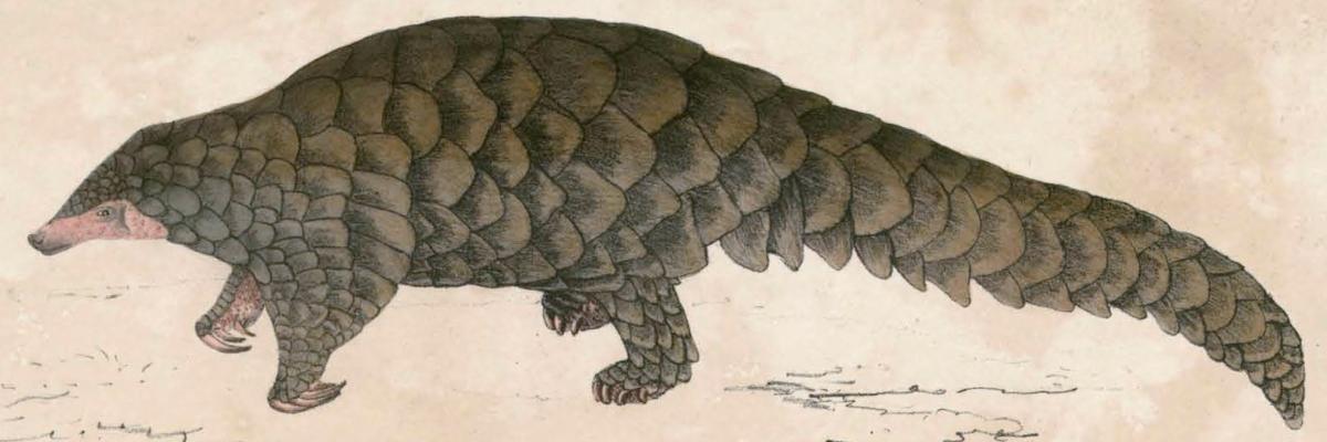 Pangolin Pangolin