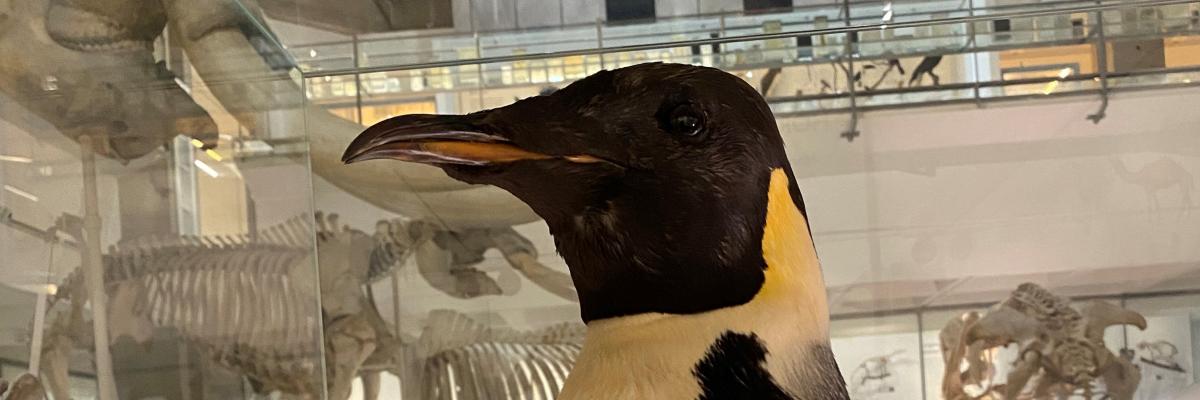 penguin
