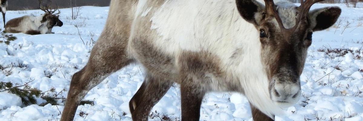 reindeer reindeer
