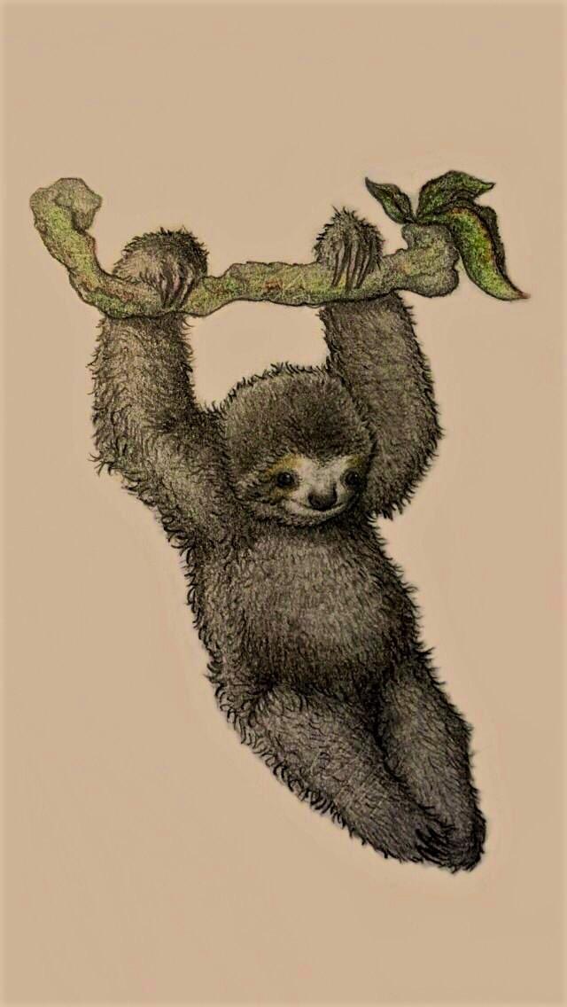 sloth illustration sloth illustration
