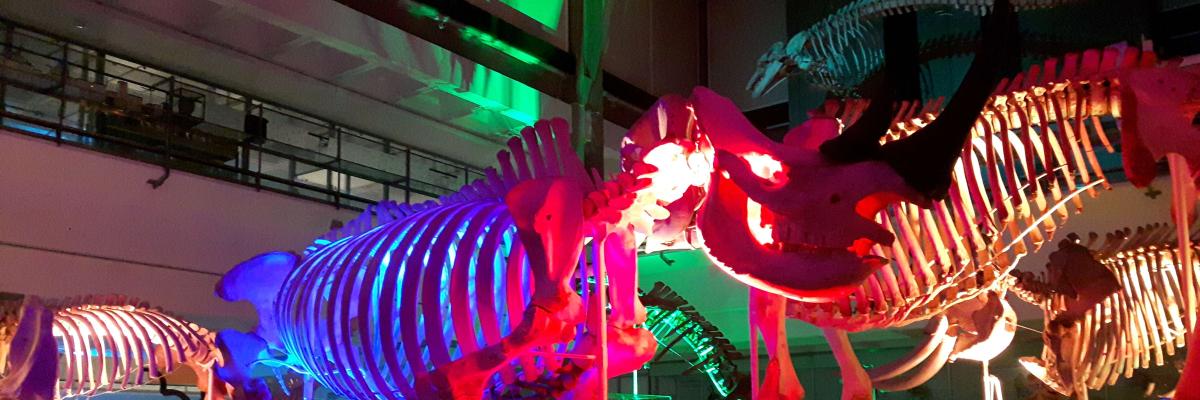 Lower Gallery at the Museum lit up for our Twilight event Skeletons lit up in the lower gallery