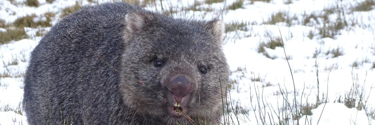 Wombat Wombat