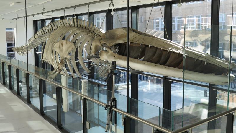 Fin whale Fin whale