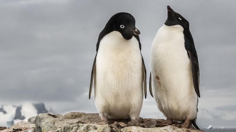 Adelie penguin Adelie penguin