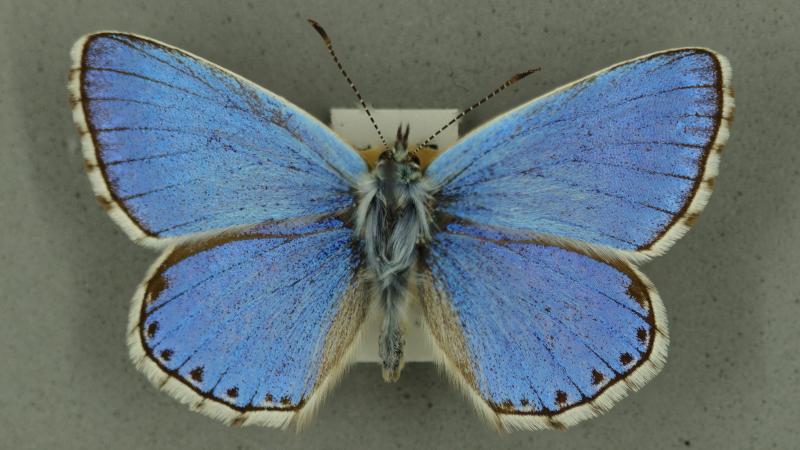 adonis blue adonis blue