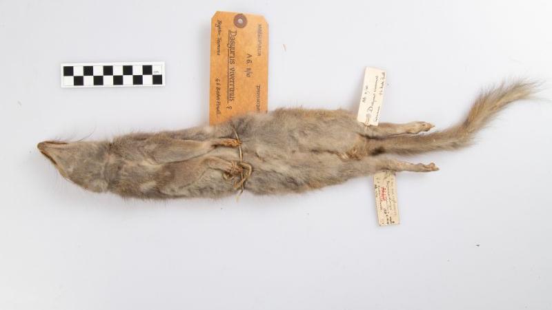 Eastern quoll Eastern quoll