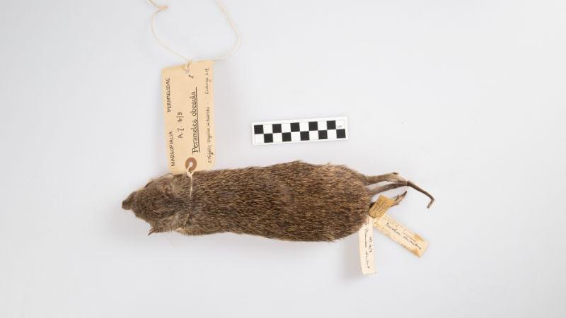 Southern brown bandicoot Southern brown bandicoot