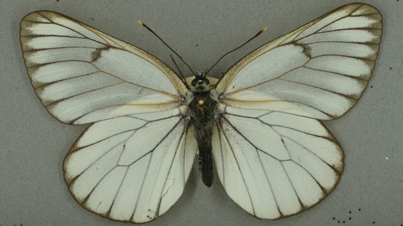 black-veined white