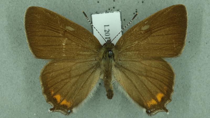 black hairstreak black hairstreak