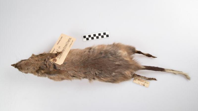 Greater bilby skin Greater bilby skin
