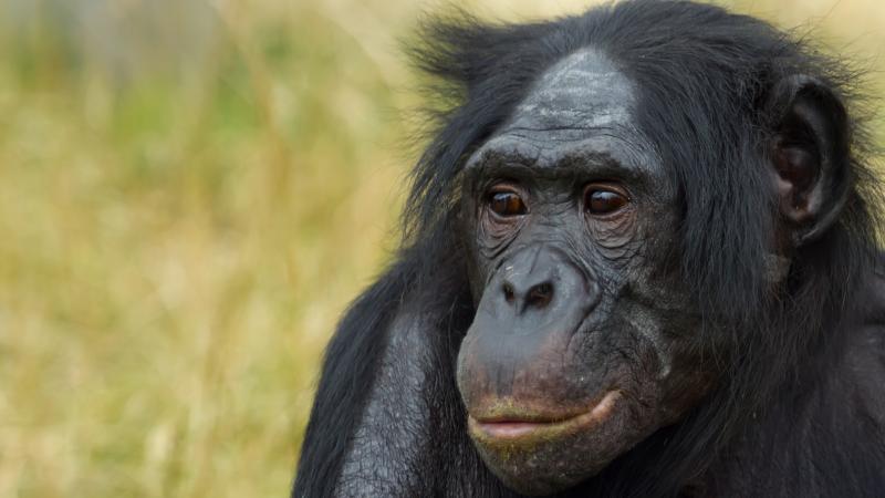 Bonobo Bonobo