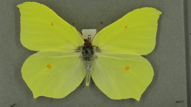 Brimstone butterfly Brimstone butterfly