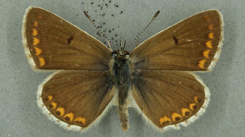brown argus brown argus