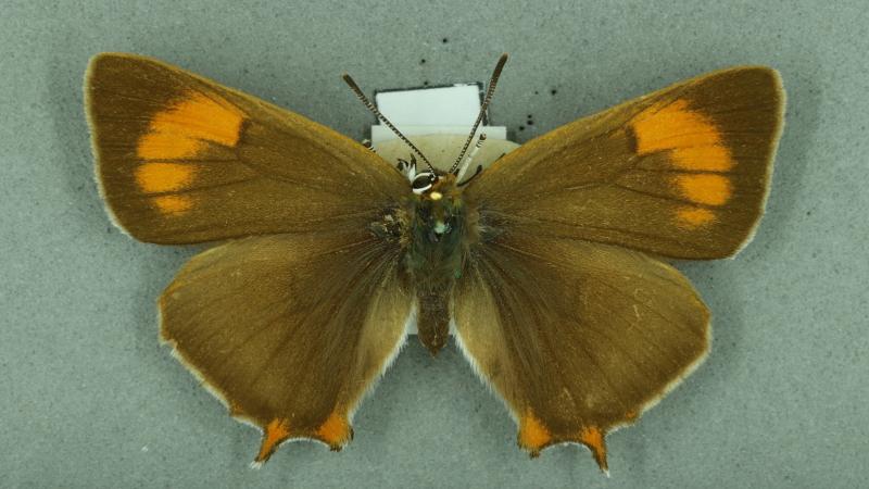 brown hairstreak brown hairstreak