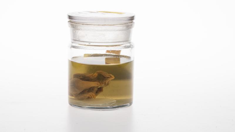 Caldwell, echidna specimen Caldwell, echidna specimen