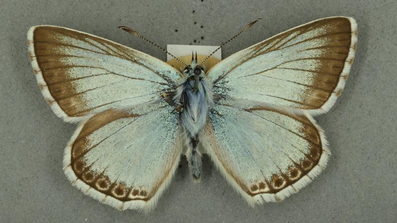 chalkhill blue chalkhill blue