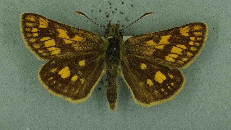 Chequered Skipper Chequered Skipper