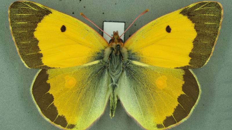 Clouded yellow Clouded yellow