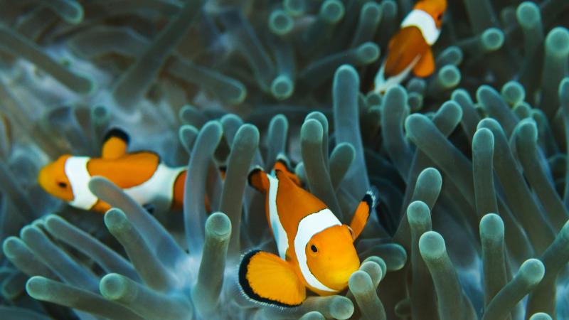 Clownfish Clownfish