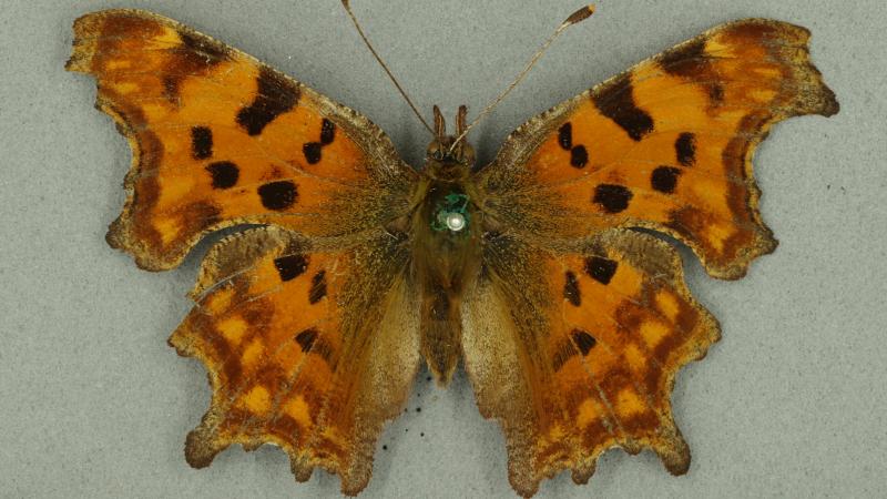 Comma butterfly Comma butterfly