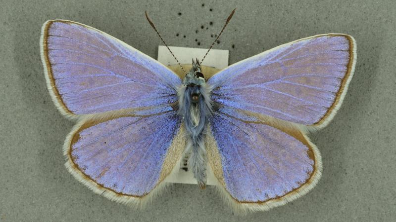 Common blue butterfly Common blue butterfly