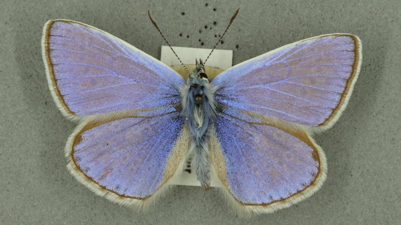 common blue common blue