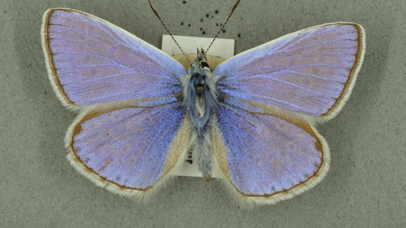 Common blue butterfly Common blue butterfly