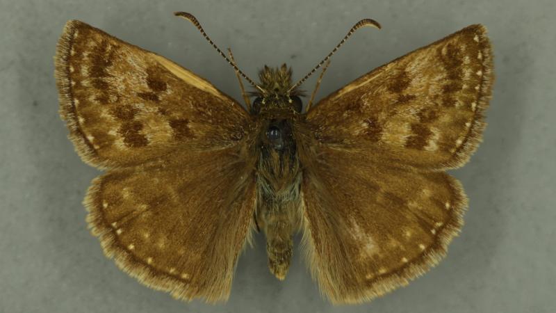 dingy skipper dingy skipper