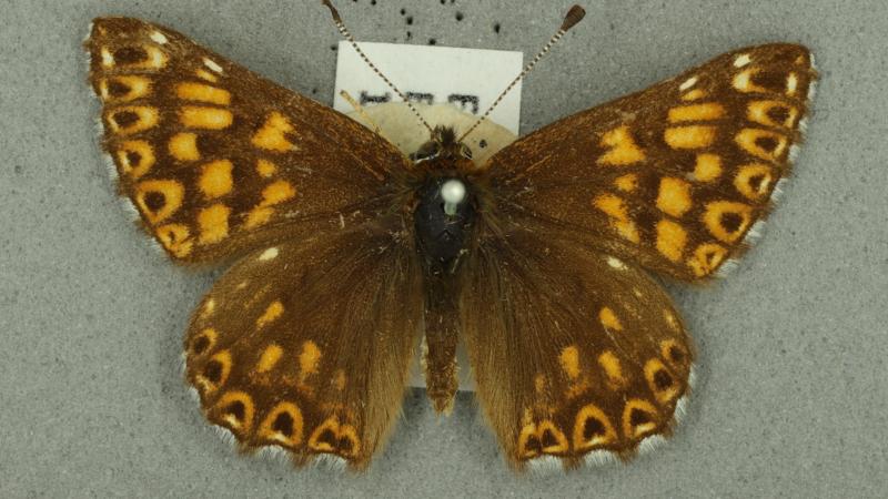 Duke of burgundy Duke of burgundy