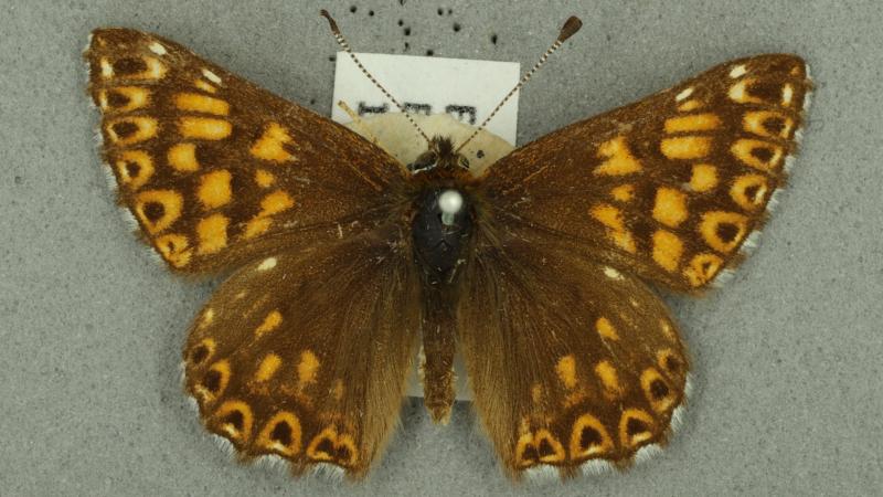 Duke of Burgundy Duke of Burgundy
